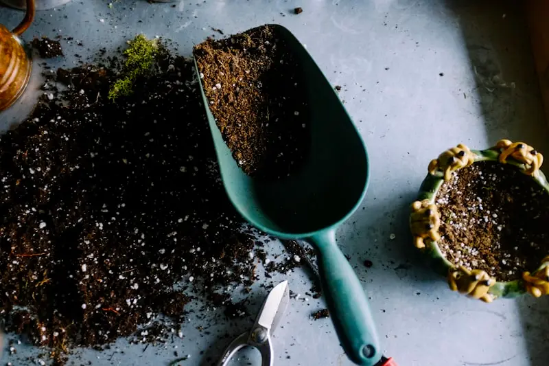 Green seedling growing from soil representing growth and foundation