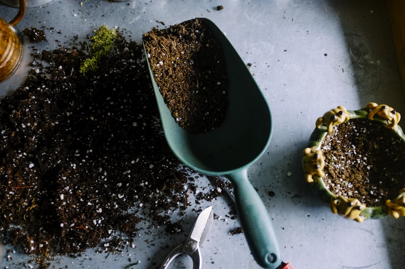 Green seedling growing from soil representing growth and foundation